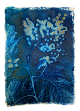 Load image into Gallery viewer, Mimosa