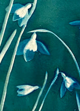 Load image into Gallery viewer, Snowdrops