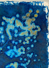 Load image into Gallery viewer, Mimosa