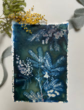 Load image into Gallery viewer, Mimosa