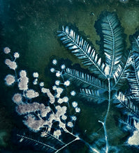 Load image into Gallery viewer, Mimosa