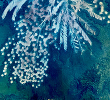 Load image into Gallery viewer, Mimosa