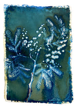 Load image into Gallery viewer, Mimosa