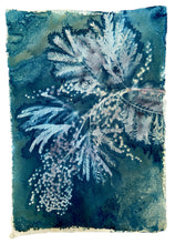 Load image into Gallery viewer, Mimosa