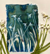 Load image into Gallery viewer, Snowdrop cluster