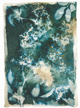 Load image into Gallery viewer, Elderflower 2