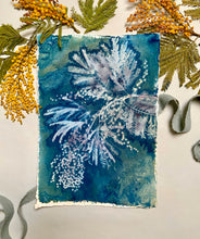 Load image into Gallery viewer, Mimosa