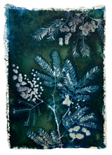 Load image into Gallery viewer, Mimosa