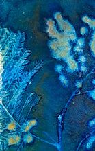 Load image into Gallery viewer, Mimosa