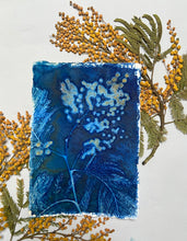 Load image into Gallery viewer, Mimosa