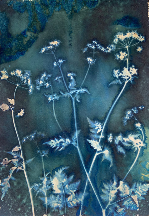 CowParsley Print Collection
