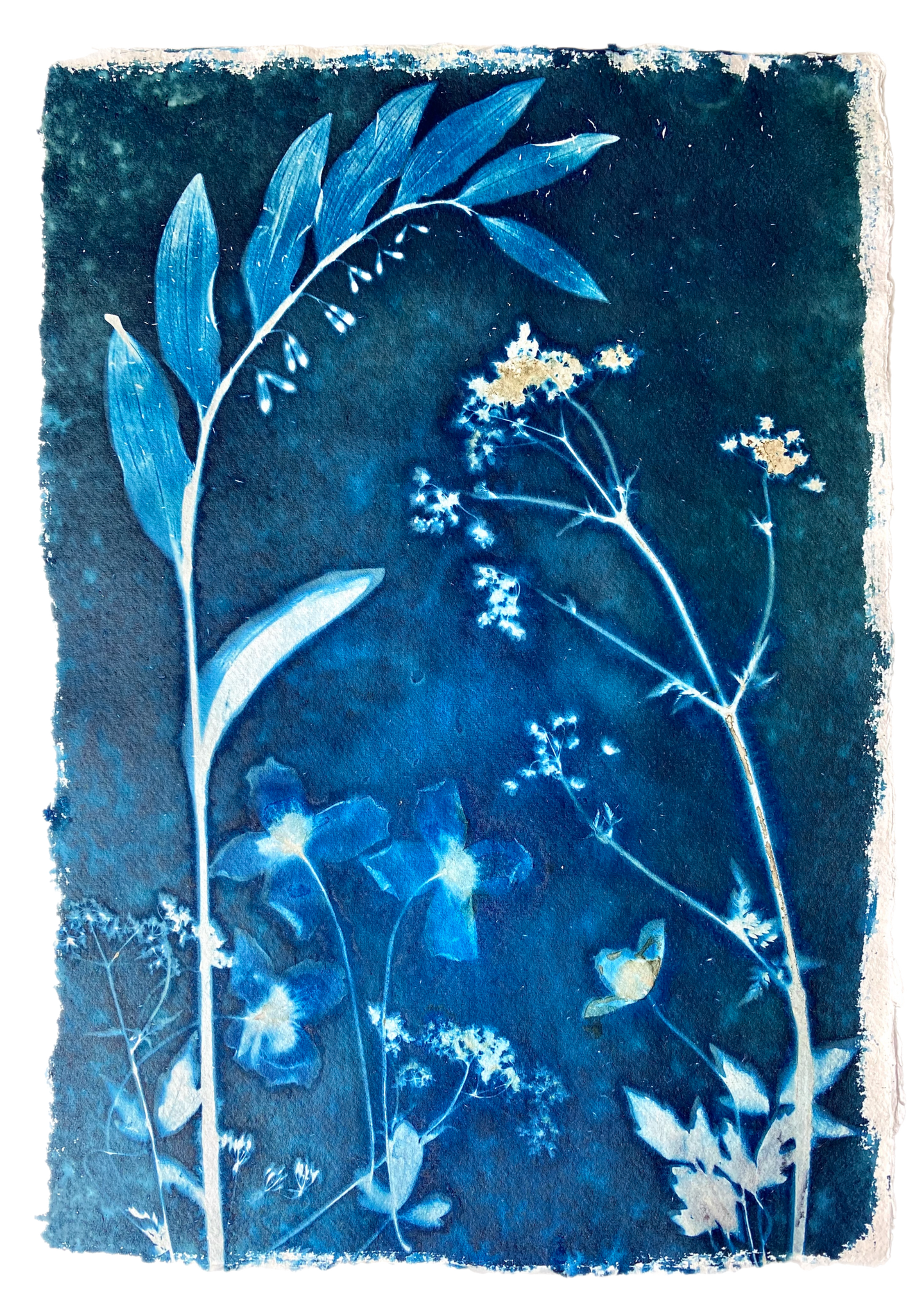 Blue and white botanical print with Cow Parsley, Solomon's seal and Clematis