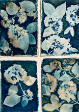 Load image into Gallery viewer, Blue and white Hydrangea botanical print A4
