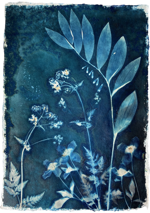 Blue and white botanical print with Cow Parsley, Solomon's seal and Clematis