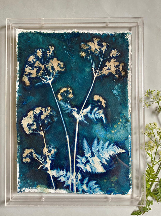 CowParsley botanical print in shades of blue 