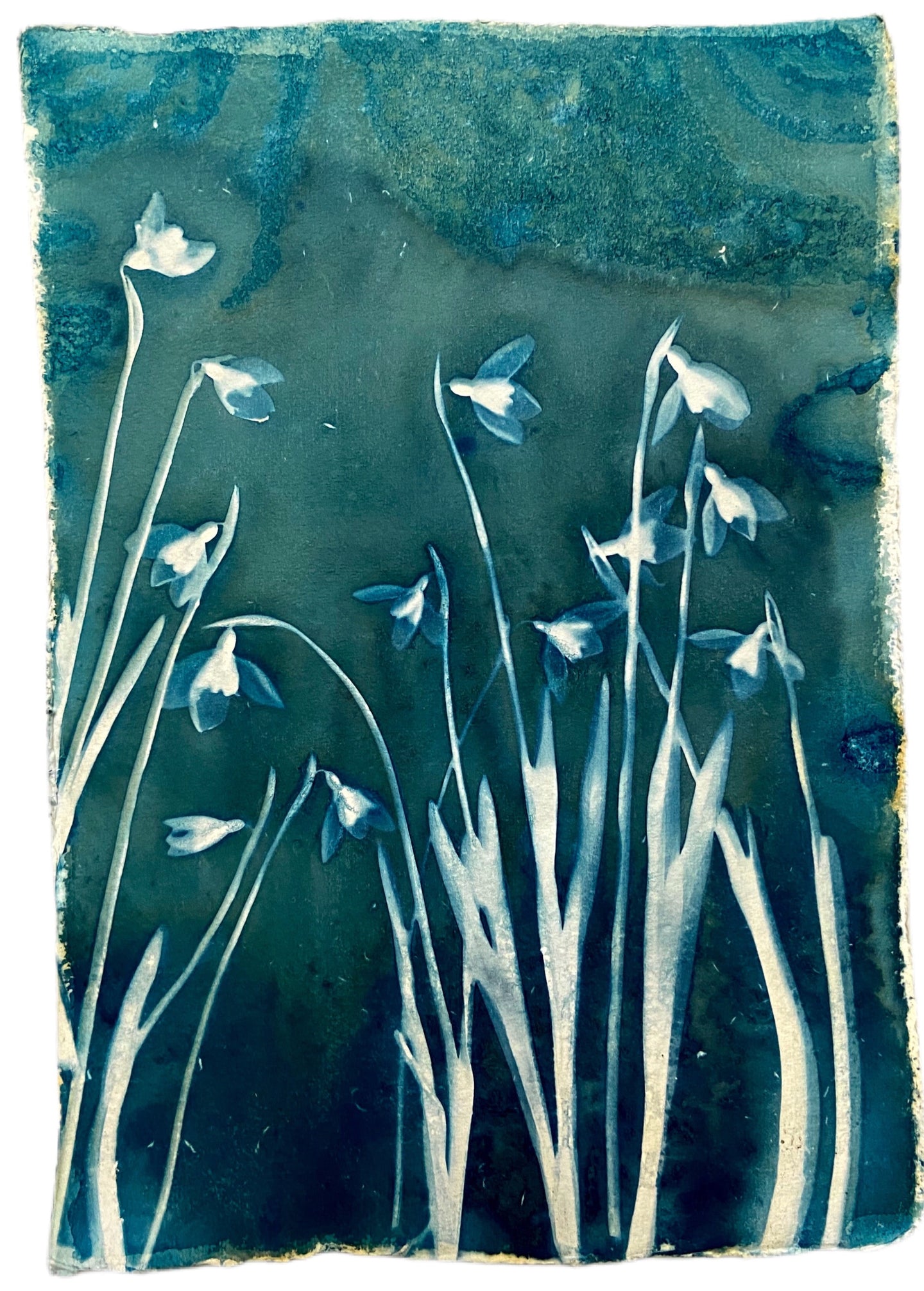 Snowdrops