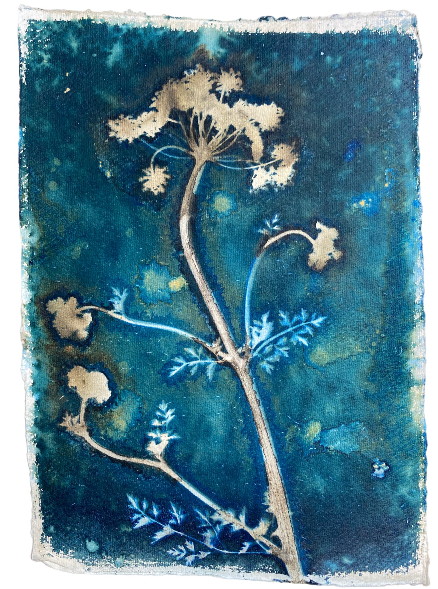 Hemlock botanical art print in  shades of blue 